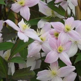 Pictons Variety Clematis (Clematis montana Picton's Variety) Img 2